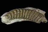 Fossil Stegodon Mandible with Molar - Indonesia #156723-4